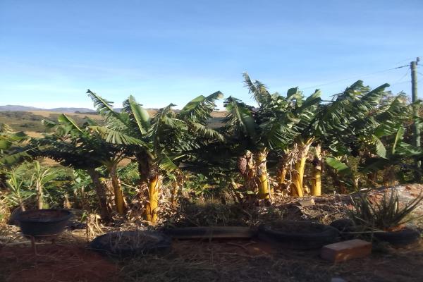 Se busca tranquilidade e quer morar junto da natureza,  esta chácara é a solução. Localizada a apenas 4Km da cidade, meio alqueire, casa, água de nascente, pés de frutas, vista panorâmica, espaço para explorar a agricultura e produzir alguns do seu próprio alimento. - foto 4