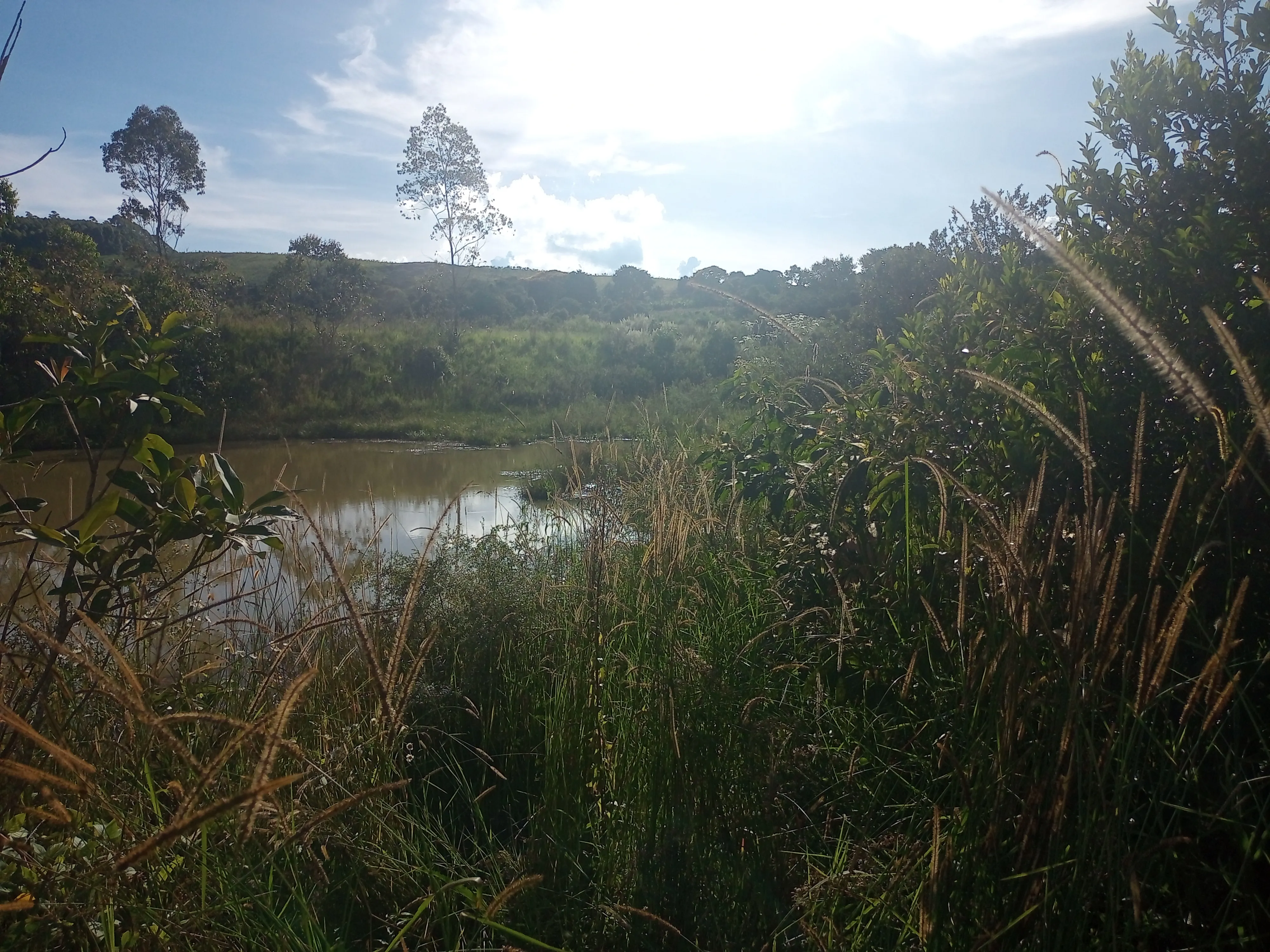 Descubra um lugar perfeito para escapar da agitação da cidade e aproveitar a tranquilidade da natureza! Este sítio à venda oferece uma casa espaçosa, com laje, aconchegante e avarandada que permite apreciar a beleza natural que o rodeia, depósito para guardar suas ferramentas e equipamentos. Com 3,9 alqueires, você pode desfrutar de um açude, captação de energia fotovoltaica para sua economia, poço semi-artesiano que garante água pura e saudável, capão de eucalíptos, mais um pasto onde você poderá explorar a pecuária e diversas culturas como videiras, oliveiras e obter uma boa renda.  Além disso, o fácil acesso e a proximidade da rodovia Poços/Andradas fazem deste lugar um ótimo investimento. Não perca esta oportunidade de ter seu próprio refúgio na natureza! E para aumentar seu deleite, veja que maravilha as cerejeiras que existem no sítio. - foto 5