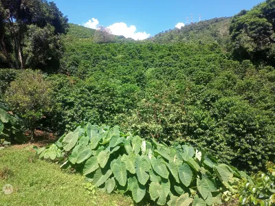 Sítio com 10.000 pés de café, casa, galpão, secador,...