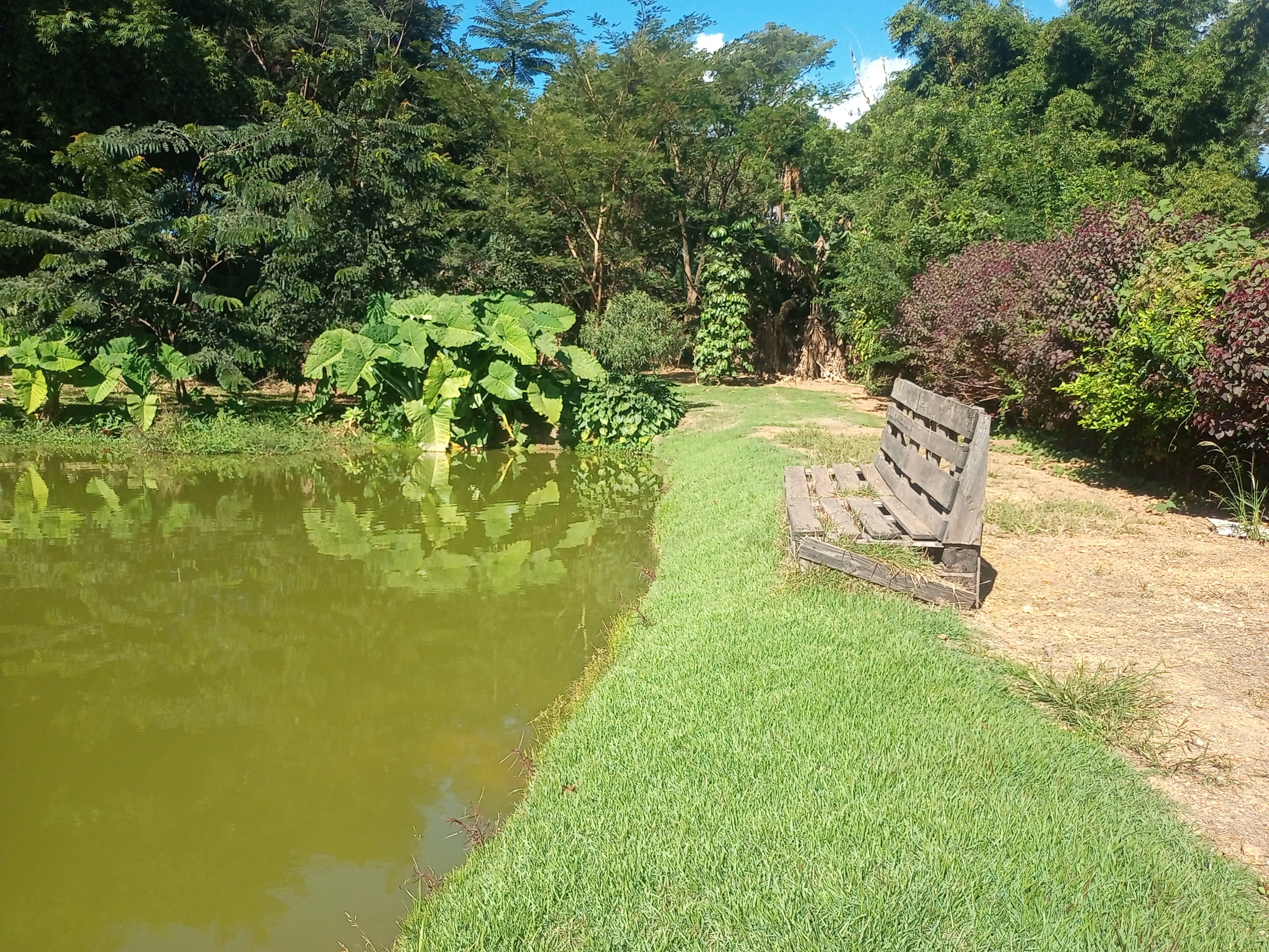 Esta charmosa chácara de 4.000 m² oferece o equilíbrio perfeito entre a comodidade da área urbana e a paz do ambiente rural. A propriedade conta com duas casas, 2 açudes para momentos de lazer e contemplação, além de pomar formado e área de pastagem, ideal para criar ou soltar seus animais com segurança e conforto.
Um espaço perfeito para quem busca contato com a natureza, privacidade e bem-estar sem abrir mão da praticidade de estar perto da cidade.
Entre em contato e vamos agendar uma visita. - foto 7